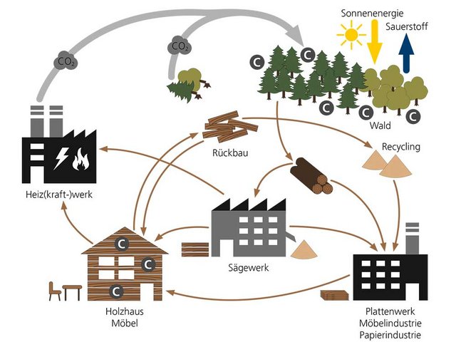 Der Kohlenstoffkreislauf: Holz ist CO2-neutral, da sich das biogene CO2 in einem natürlichen Kreislauf bewegt. Bäume nehmen Kohlenstoffe aus der Luft auf und geben sie bei der Verrottung wieder an die Atmosphäre ab. Die zwischenzeitliche Speicherung kann deutlich verlängert werden, wenn Holz – mehrfach – genutzt und mitsamt dem Kohlenstoff im Gebäudepark «eingelagert» wird. Der Einsatz von Holz kann zudem die CO2-Emissionen von energieintensiven Werkstoffen wie Beton, Ziegelstein und Stahl anteilmässig einsparen.